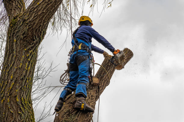 Tree Health Inspection in King Cove, AK